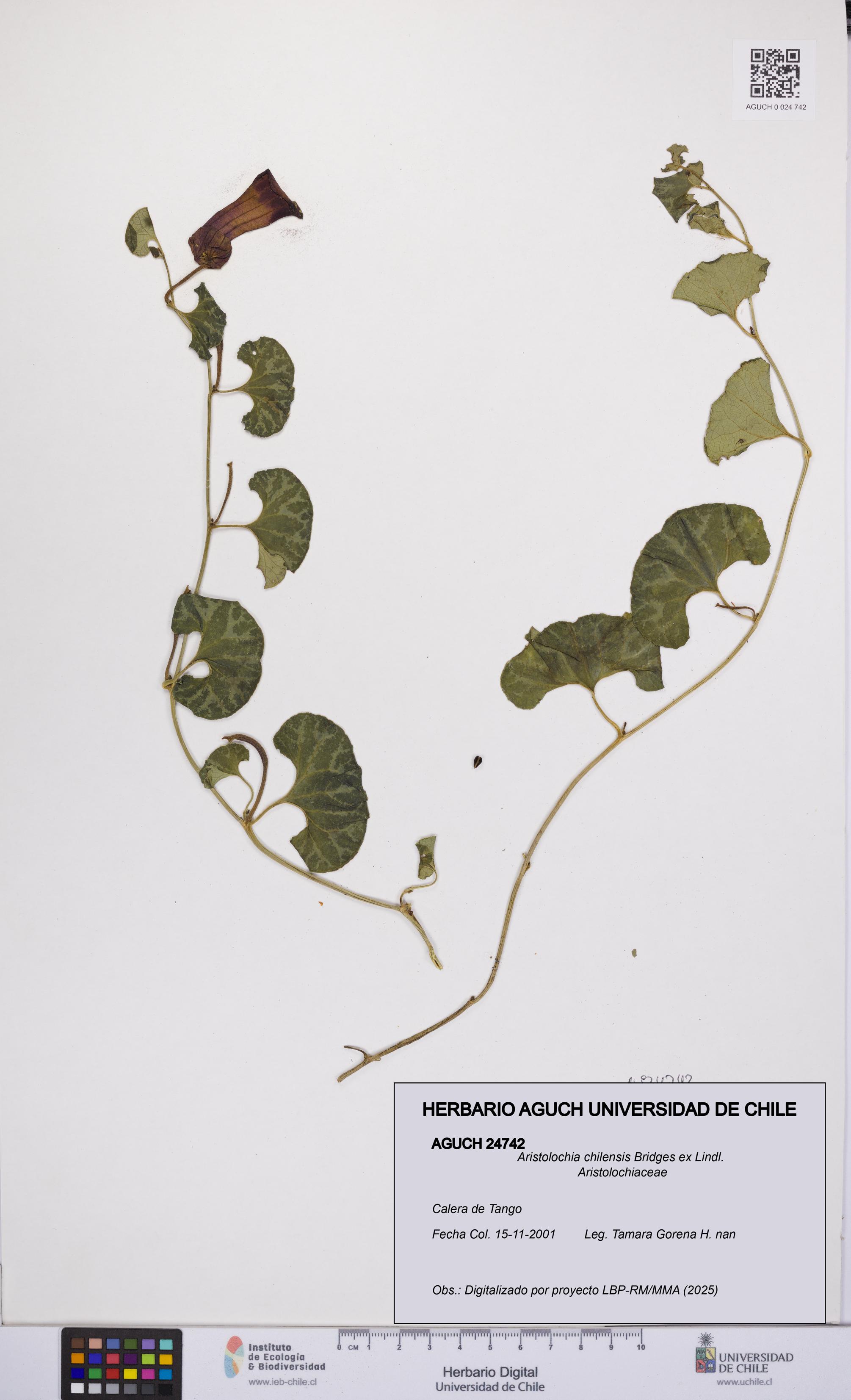 Aristolochia chilensis [Espécimen: UCH:AGUCH:0024742]