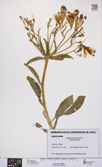 Alstroemeria violacea [Espécimen: UCH:AGUCH:0024748]