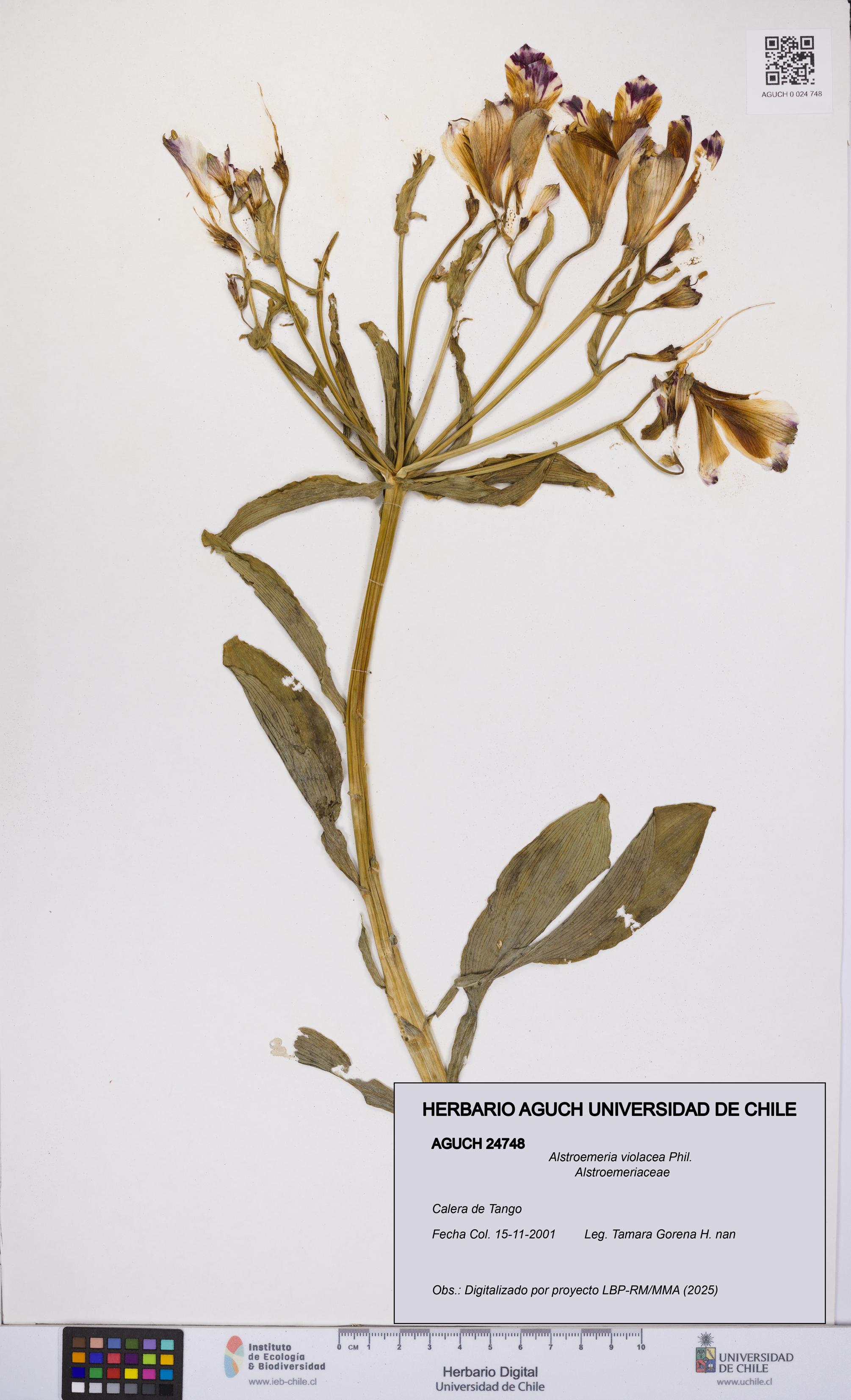 Alstroemeria violacea [Espécimen: UCH:AGUCH:0024748]