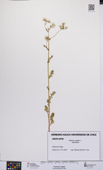 Senecio vulgaris [Espécimen: UCH:AGUCH:0024752]