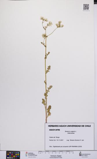 Senecio vulgaris [Espécimen: UCH:AGUCH:0024752]