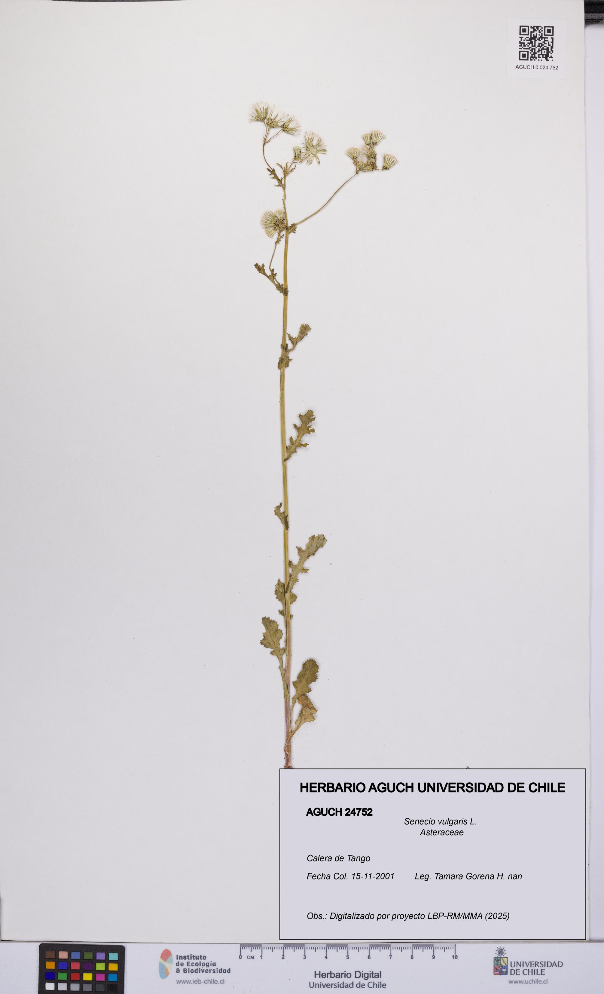 Senecio vulgaris [Espécimen: UCH:AGUCH:0024752]