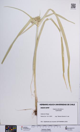 Cyperus articulatus [Espécimen: UCH:AGUCH:0024767]