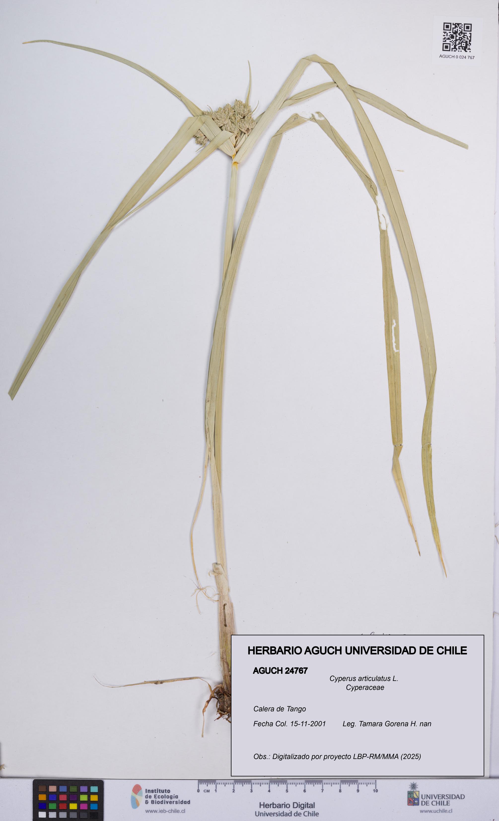 Cyperus articulatus [Espécimen: UCH:AGUCH:0024767]