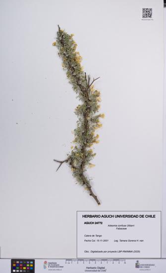 Adesmia confusa [Espécimen: UCH:AGUCH:0024772]