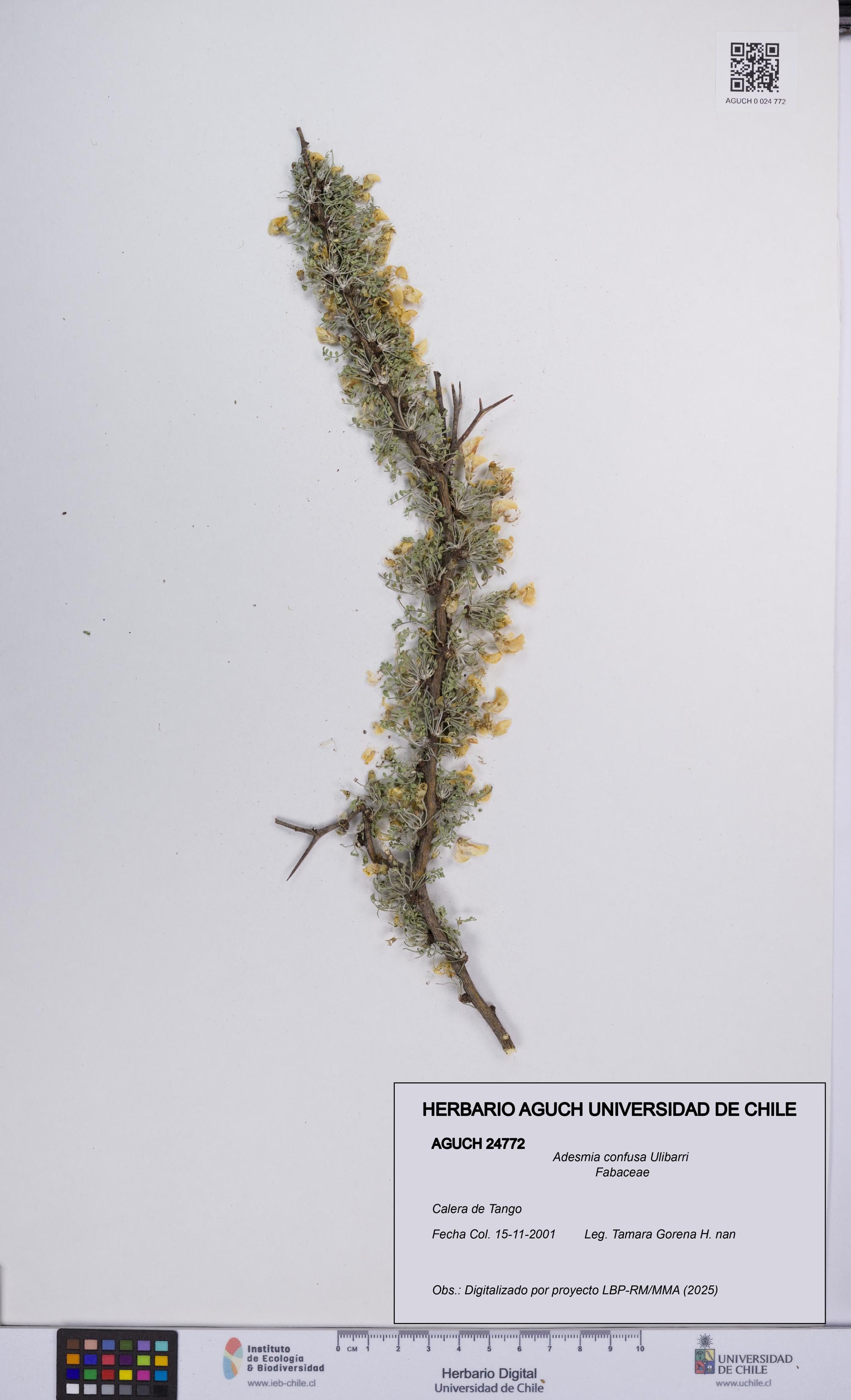 Adesmia confusa [Espécimen: UCH:AGUCH:0024772]