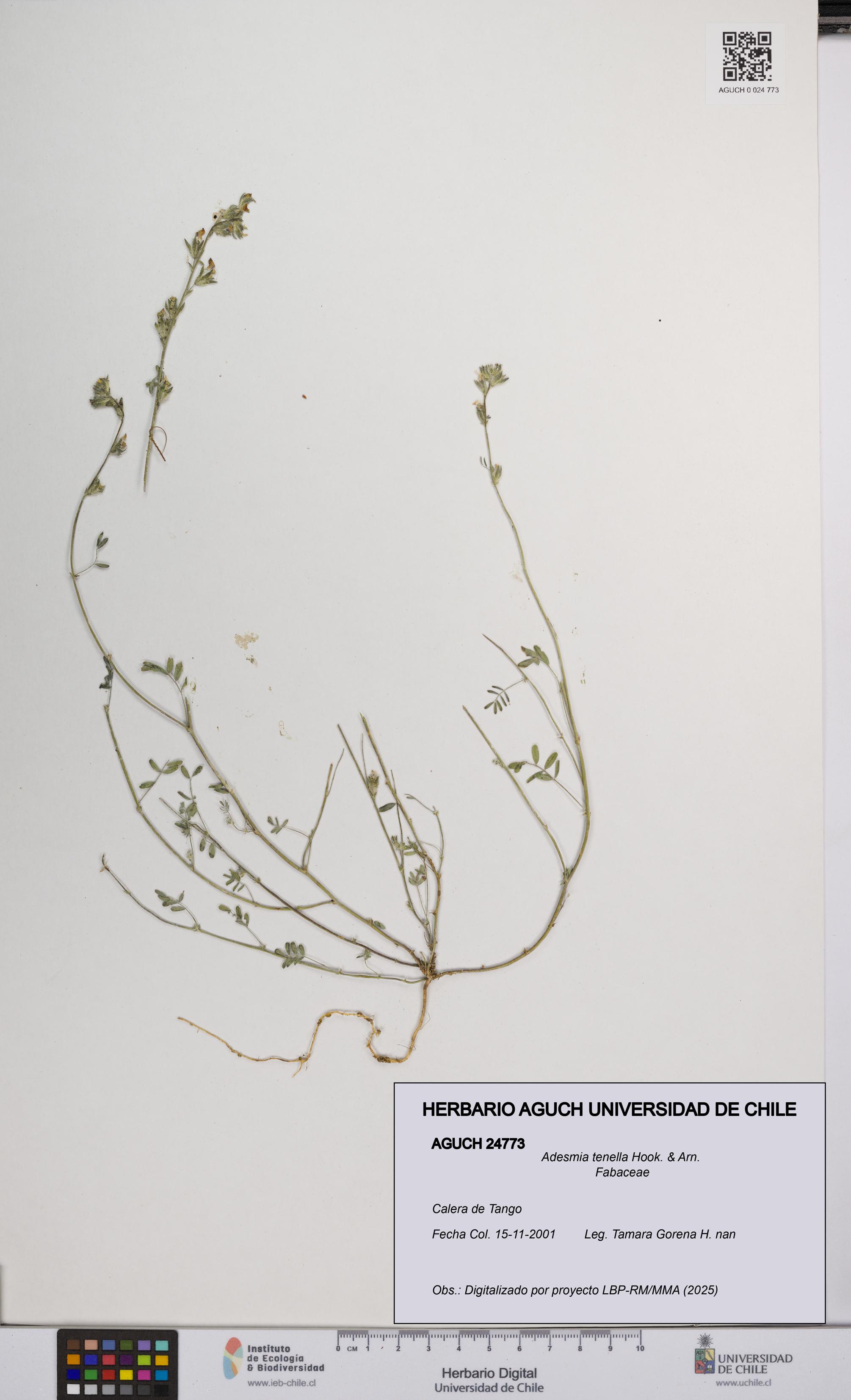 Adesmia tenella [Espécimen: UCH:AGUCH:0024773]