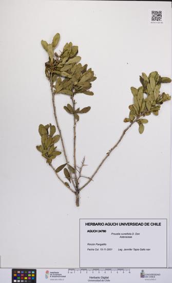 Proustia cuneifolia [Espécimen: UCH:AGUCH:0024780]