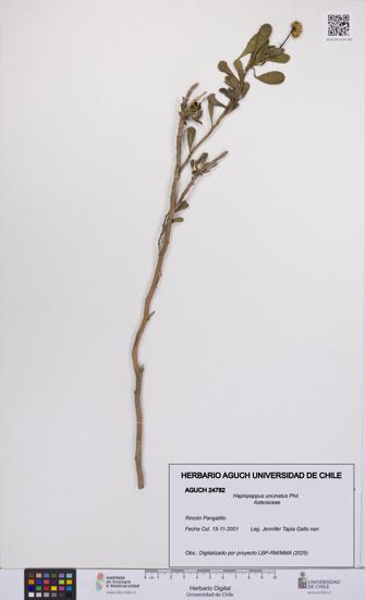 Haplopappus uncinatus [Espécimen: UCH:AGUCH:0024782]