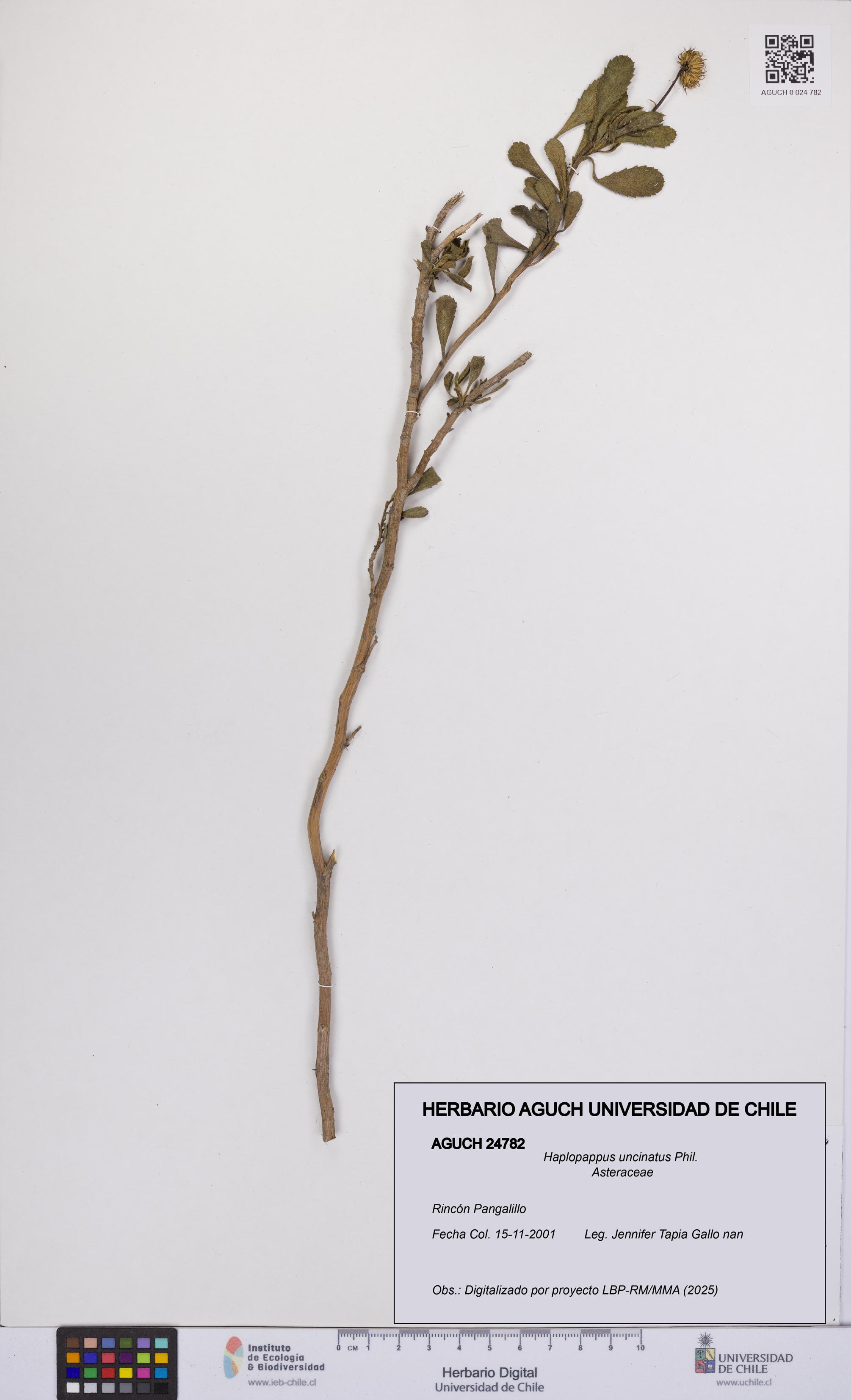 Haplopappus uncinatus [Espécimen: UCH:AGUCH:0024782]
