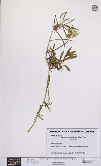 Baccharis salicifolia [Espécimen: UCH:AGUCH:0024783]