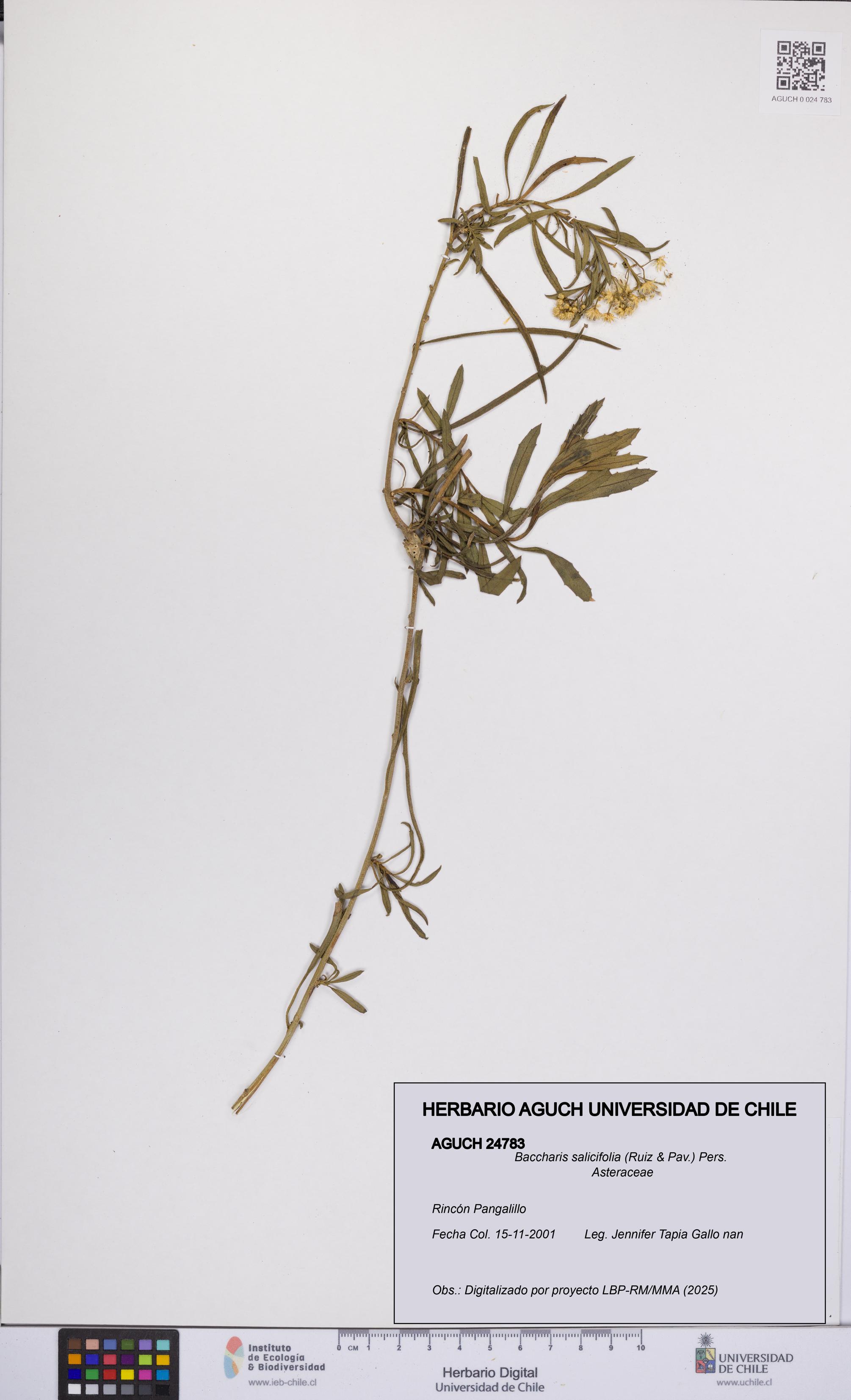 Baccharis salicifolia [Espécimen: UCH:AGUCH:0024783]