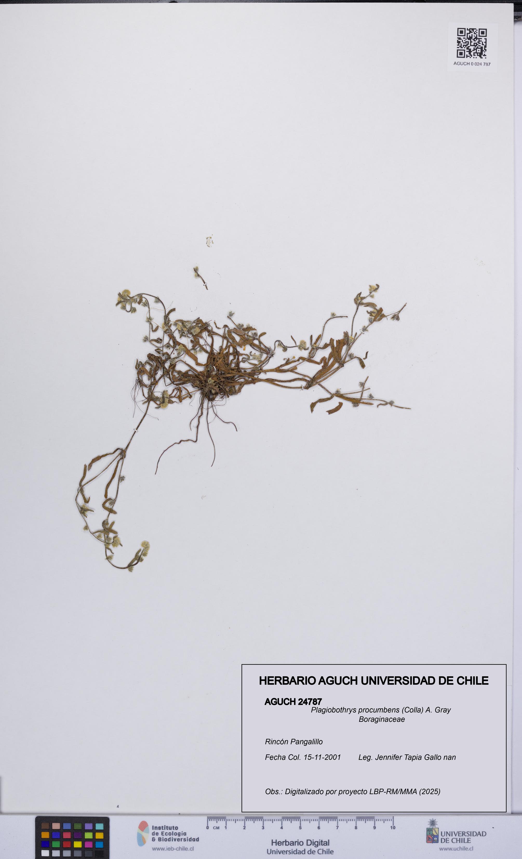 Plagiobothrys procumbens [Espécimen: UCH:AGUCH:0024787]