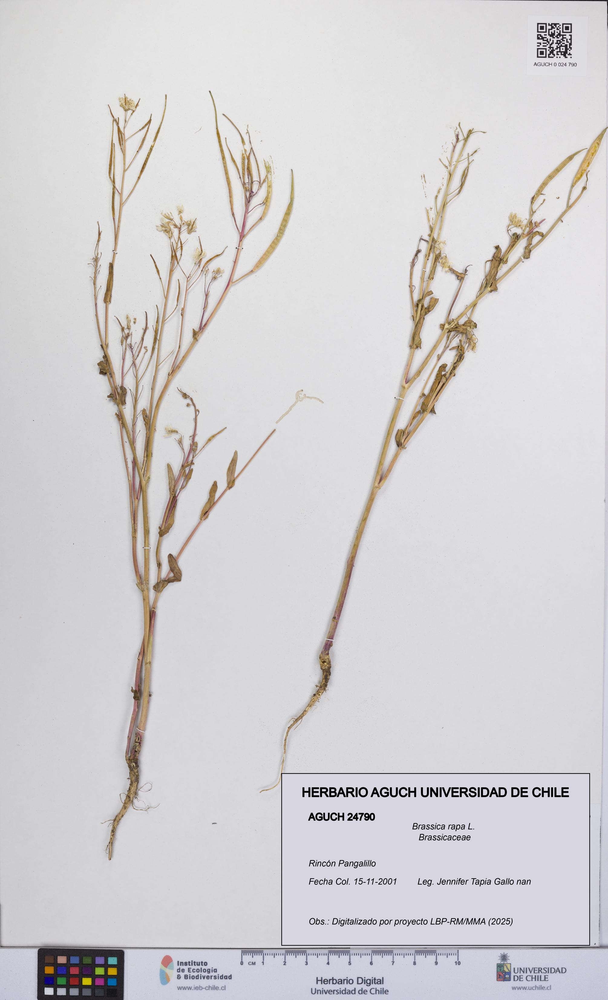 Brassica rapa [Espécimen: UCH:AGUCH:0024790]