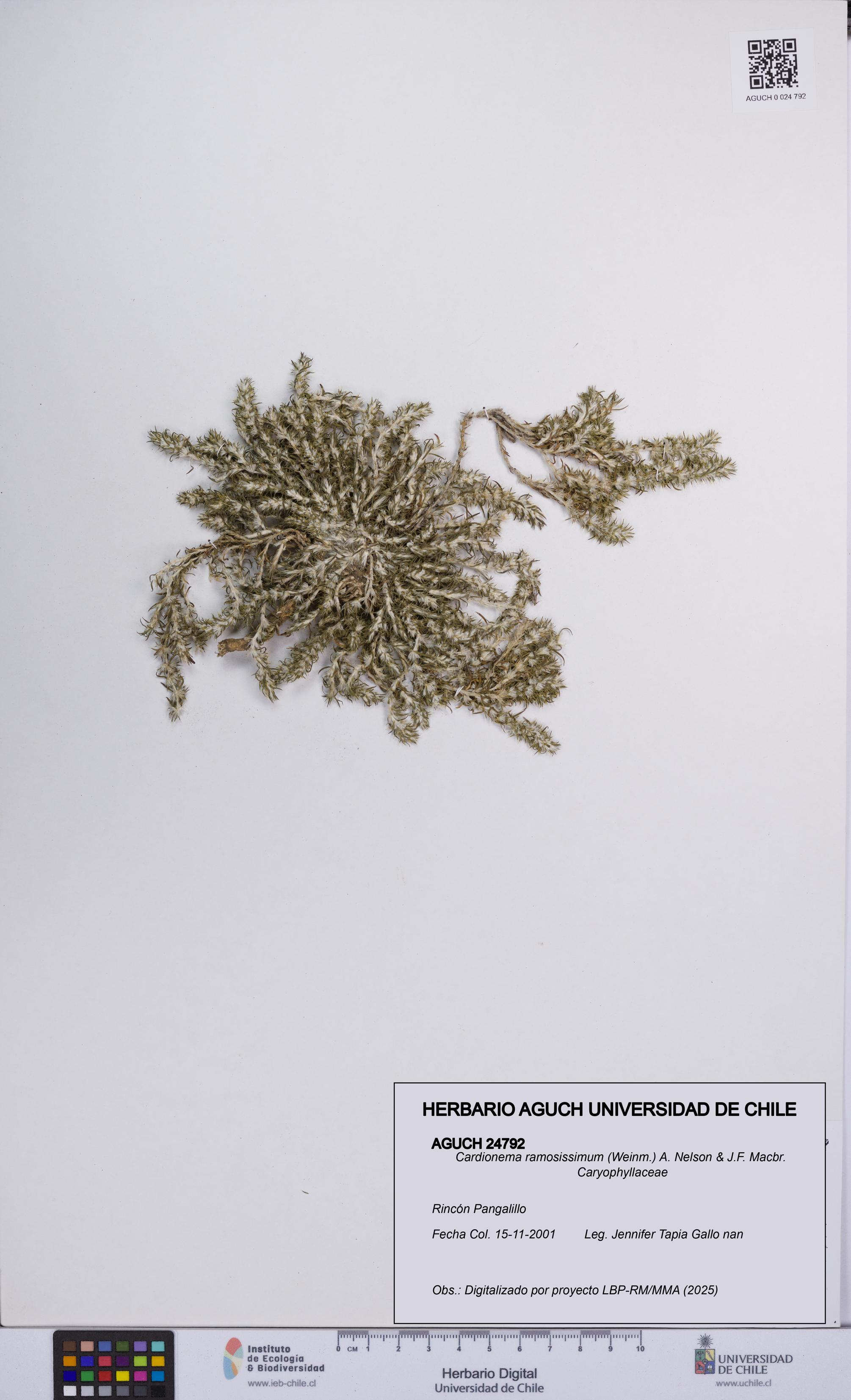 Cardionema ramosissimum [Espécimen: UCH:AGUCH:0024792]