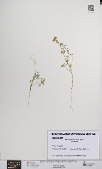 Adesmia tenella [Espécimen: UCH:AGUCH:0024797]