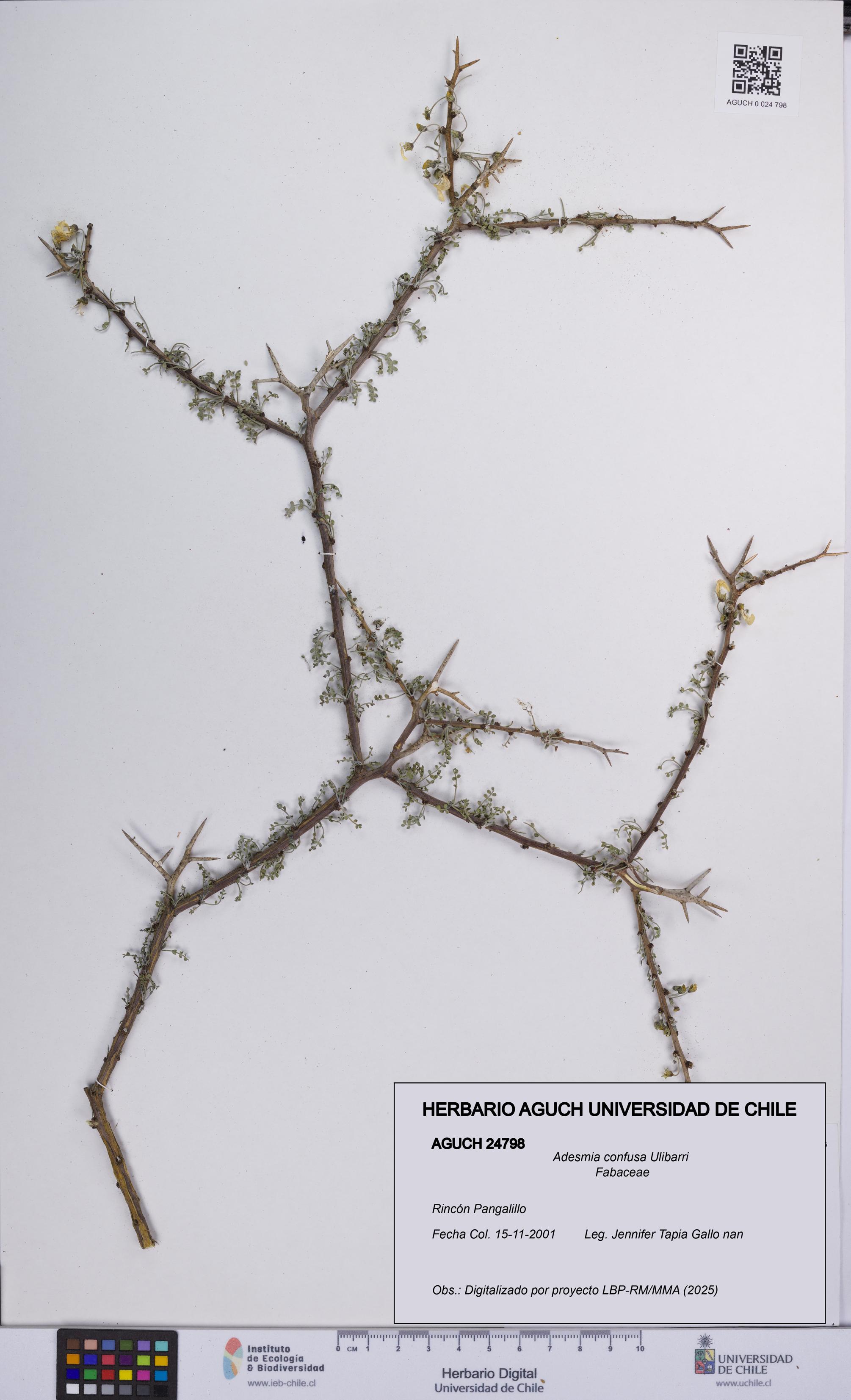 Adesmia confusa [Espécimen: UCH:AGUCH:0024798]