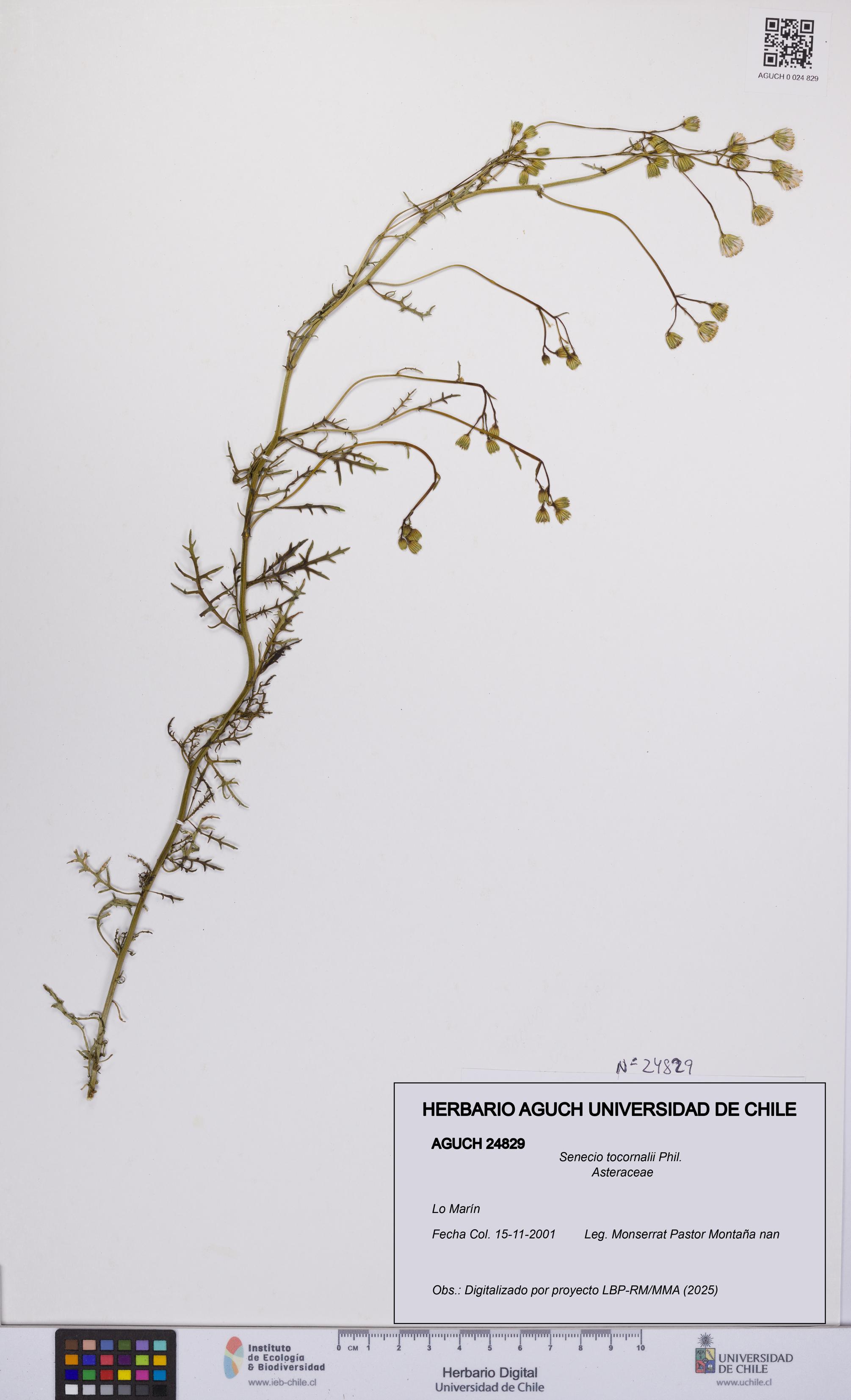 Senecio tocornalii [Espécimen: UCH:AGUCH:0024829]