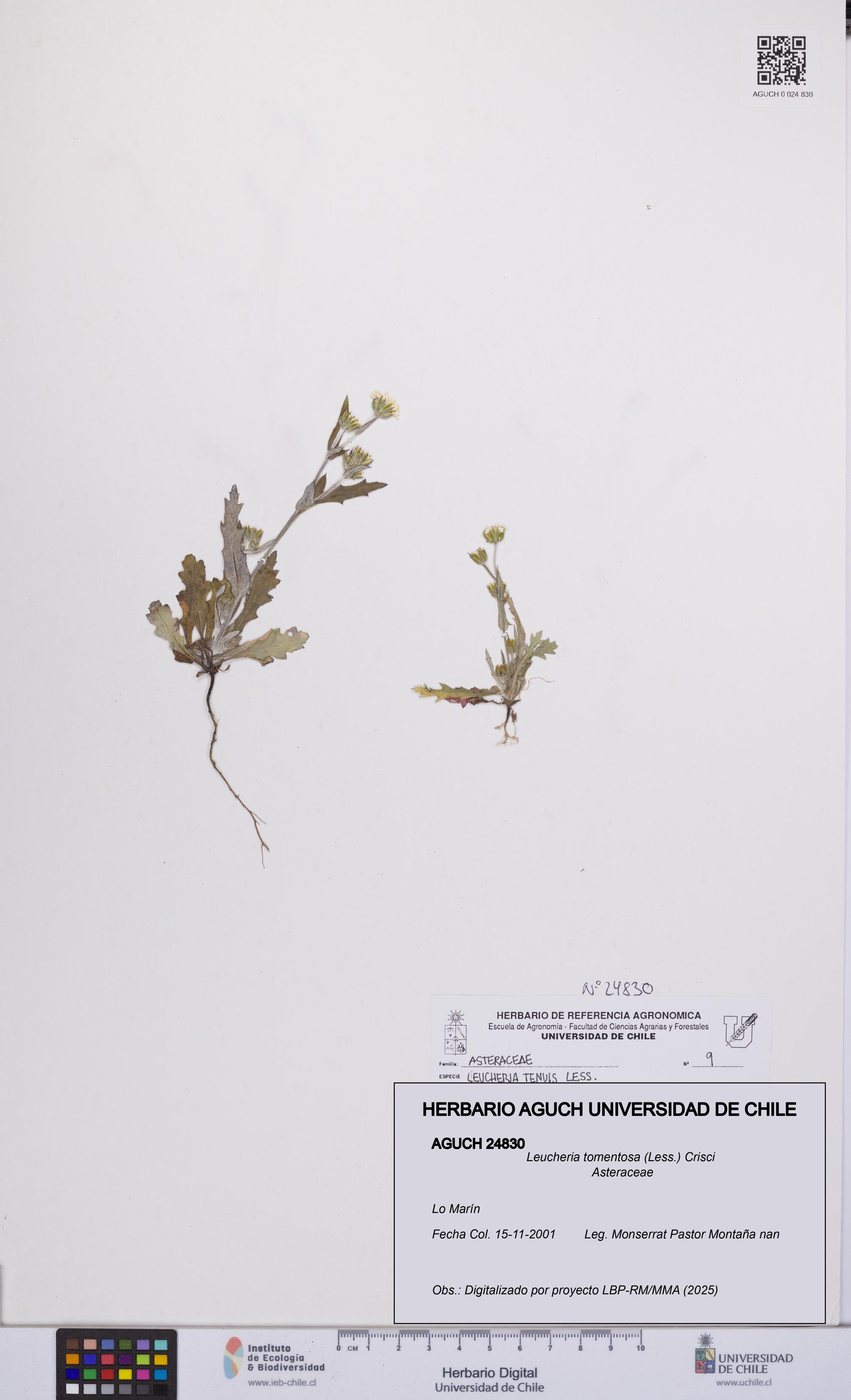 Leucheria tomentosa [Espécimen: UCH:AGUCH:0024830]