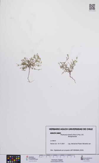 Pectocarya linearis [Espécimen: UCH:AGUCH:0024831]