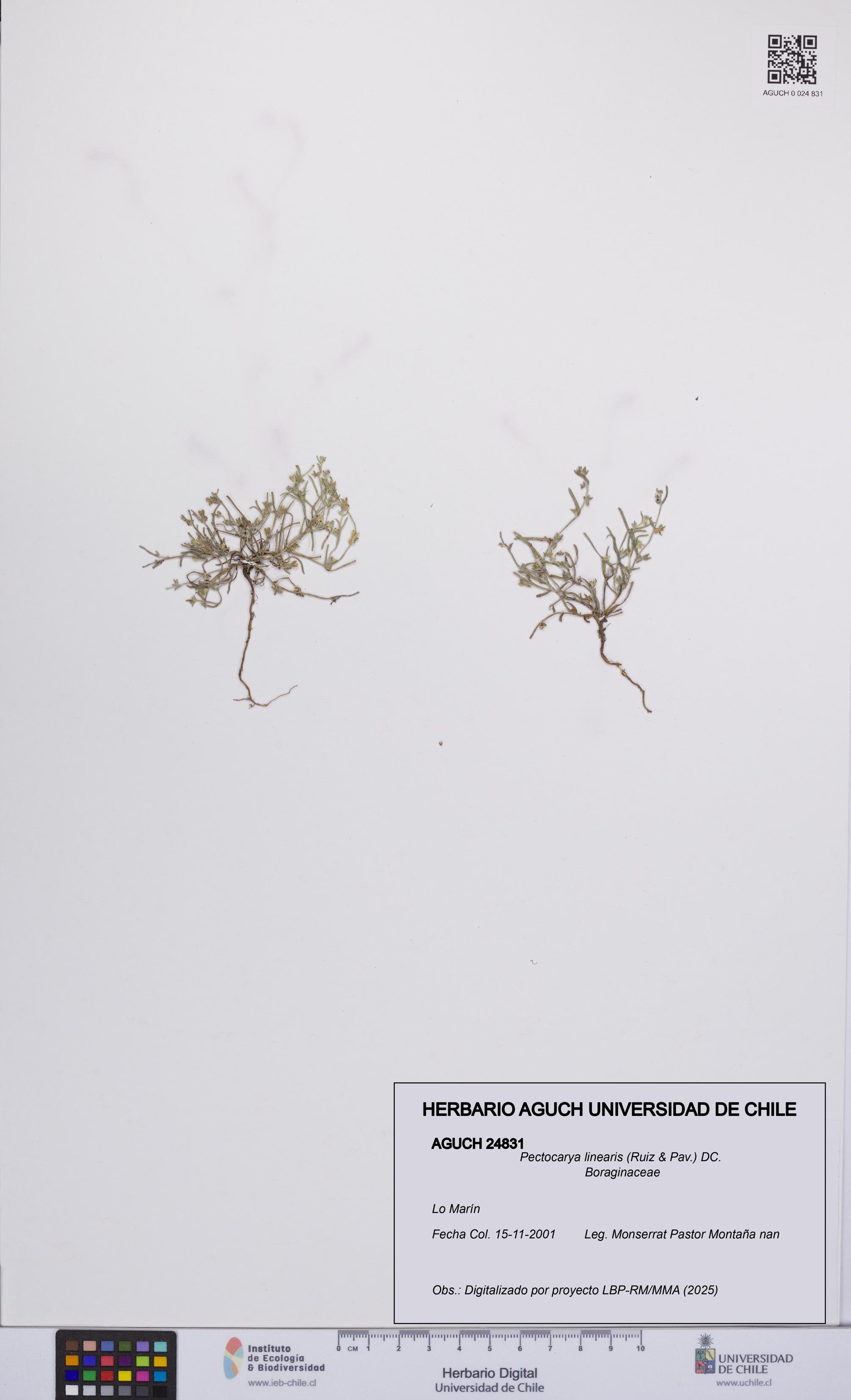 Pectocarya linearis [Espécimen: UCH:AGUCH:0024831]