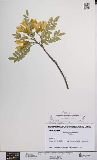 Sophora macrocarpa [Espécimen: UCH:AGUCH:0024834]