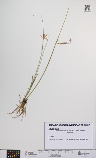 Olsynium junceum [Espécimen: UCH:AGUCH:0024837]