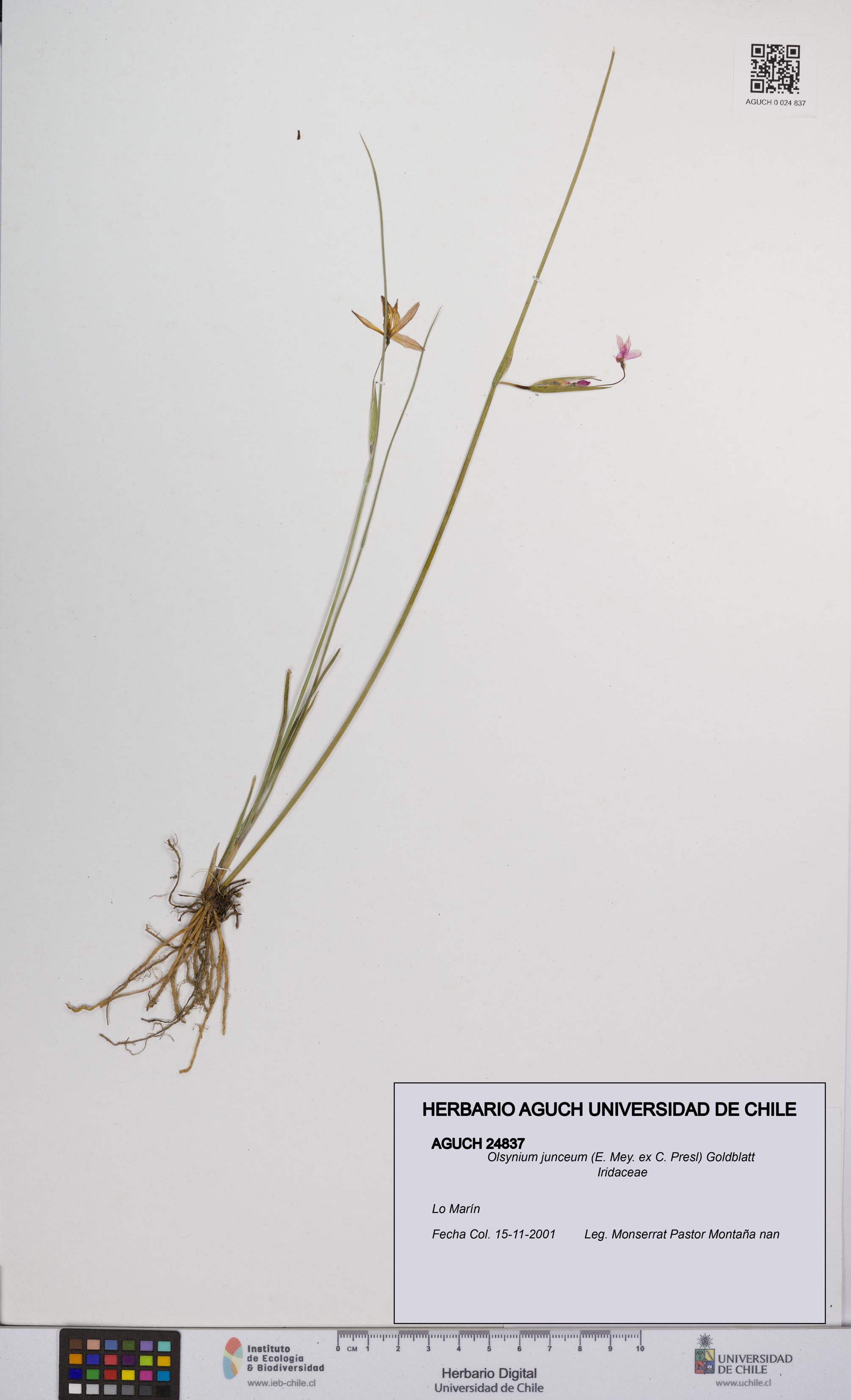 Olsynium junceum [Espécimen: UCH:AGUCH:0024837]