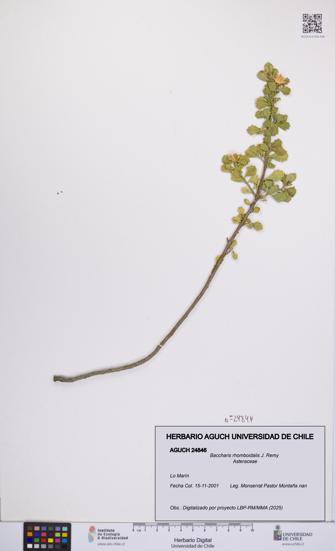 Baccharis rhomboidalis [Espécimen: UCH:AGUCH:0024846]