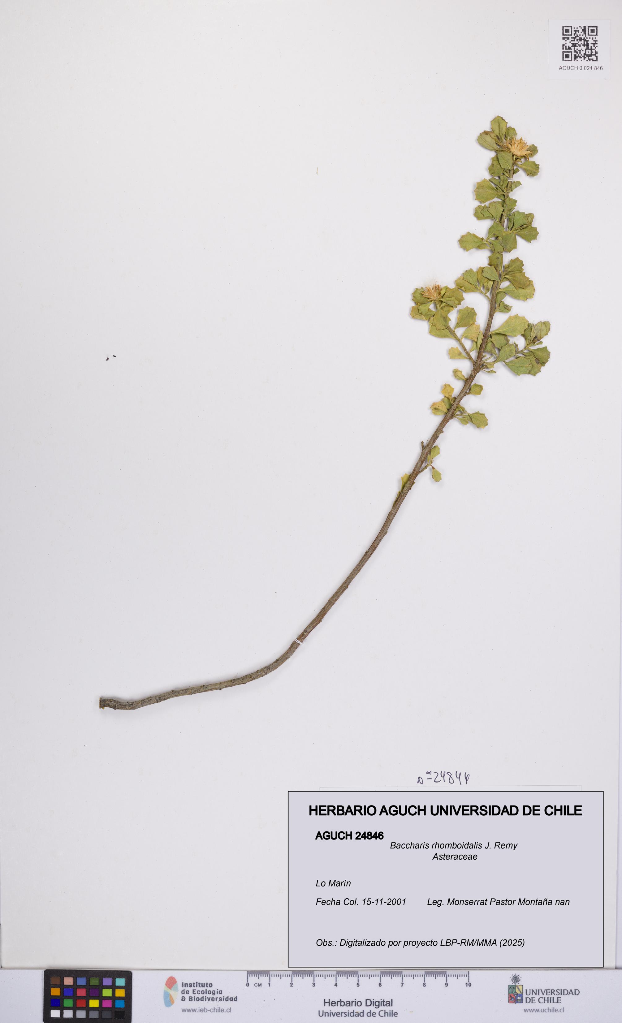 Baccharis rhomboidalis [Espécimen: UCH:AGUCH:0024846]