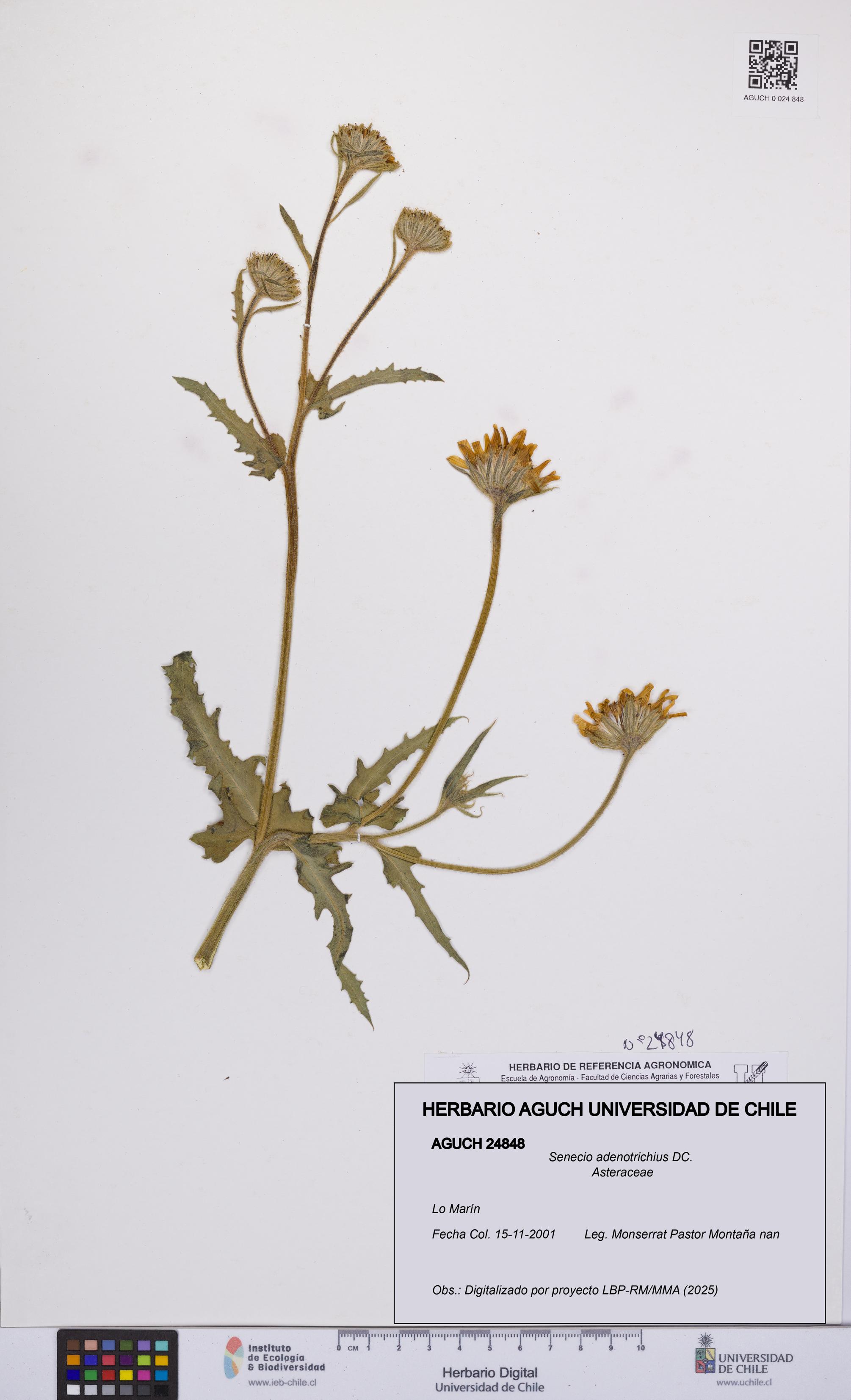 Senecio adenotrichius [Espécimen: UCH:AGUCH:0024848]