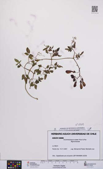 Eccremocarpus scaber [Espécimen: UCH:AGUCH:0024849]