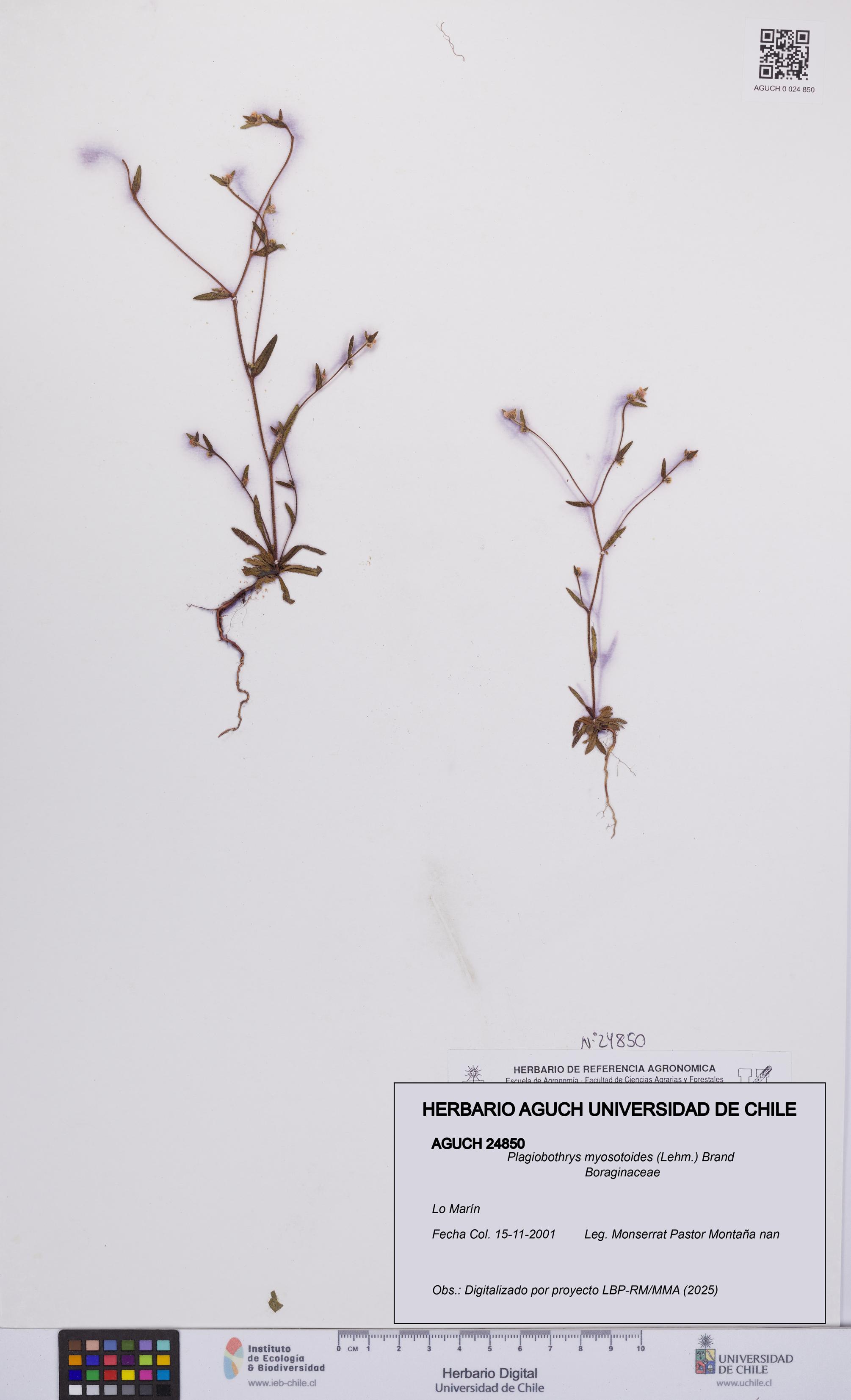 Plagiobothrys myosotoides [Espécimen: UCH:AGUCH:0024850]