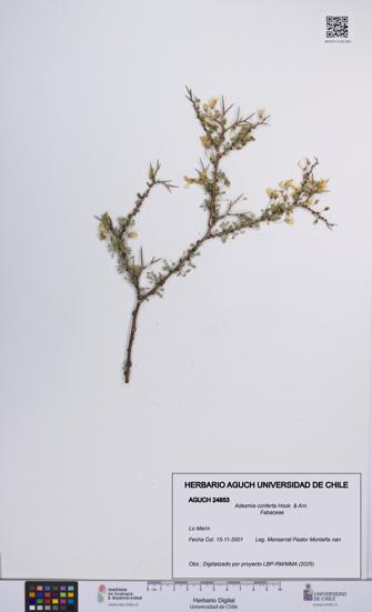 Adesmia conferta [Espécimen: UCH:AGUCH:0024853]