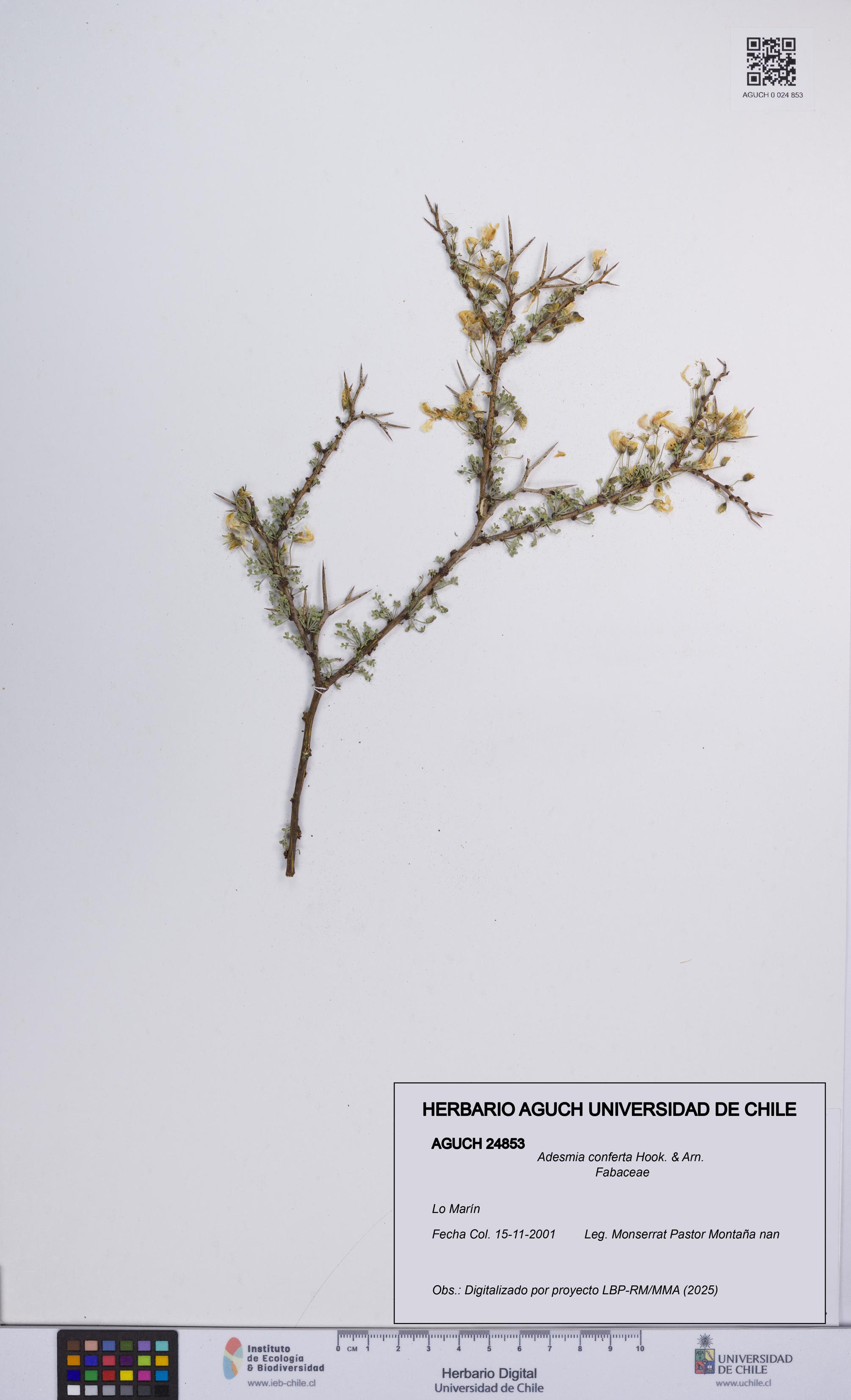 Adesmia conferta [Espécimen: UCH:AGUCH:0024853]