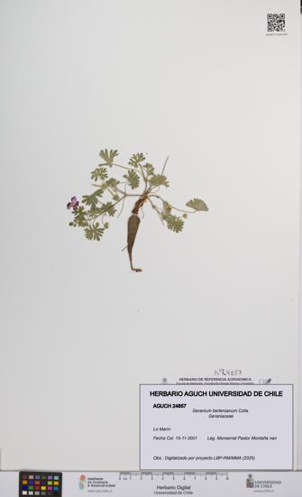 Geranium berteroanum [Espécimen: UCH:AGUCH:0024857]