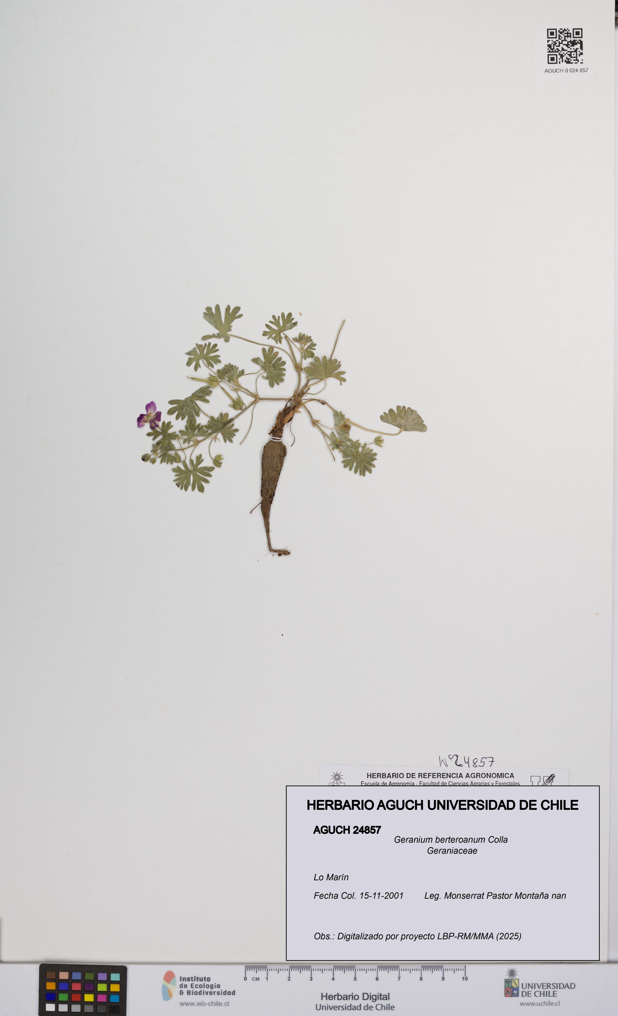 Geranium berteroanum [Espécimen: UCH:AGUCH:0024857]