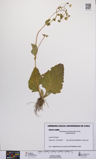 Calceolaria corymbosa [Espécimen: UCH:AGUCH:0024869]