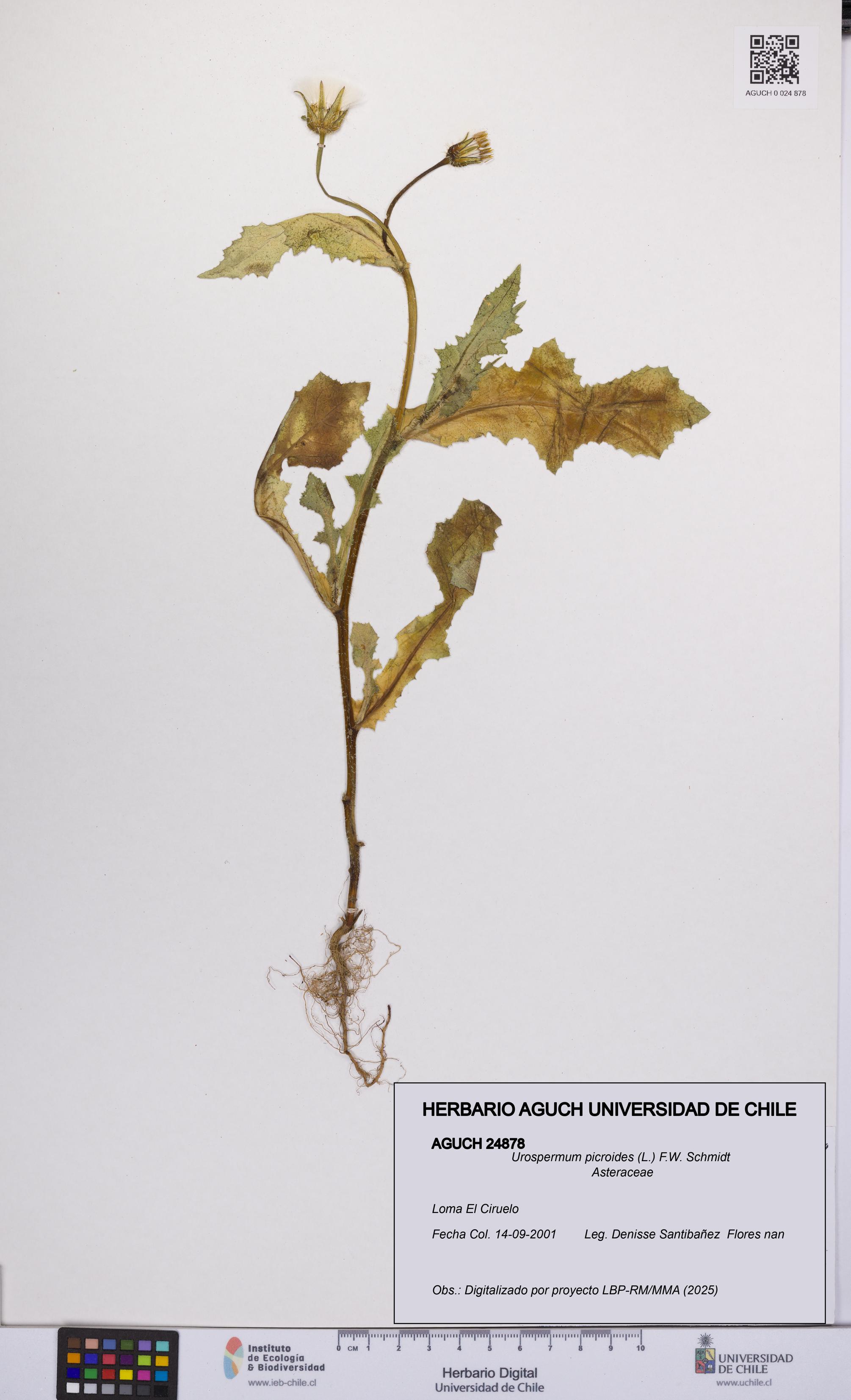 Urospermum picroides [Espécimen: UCH:AGUCH:0024878]