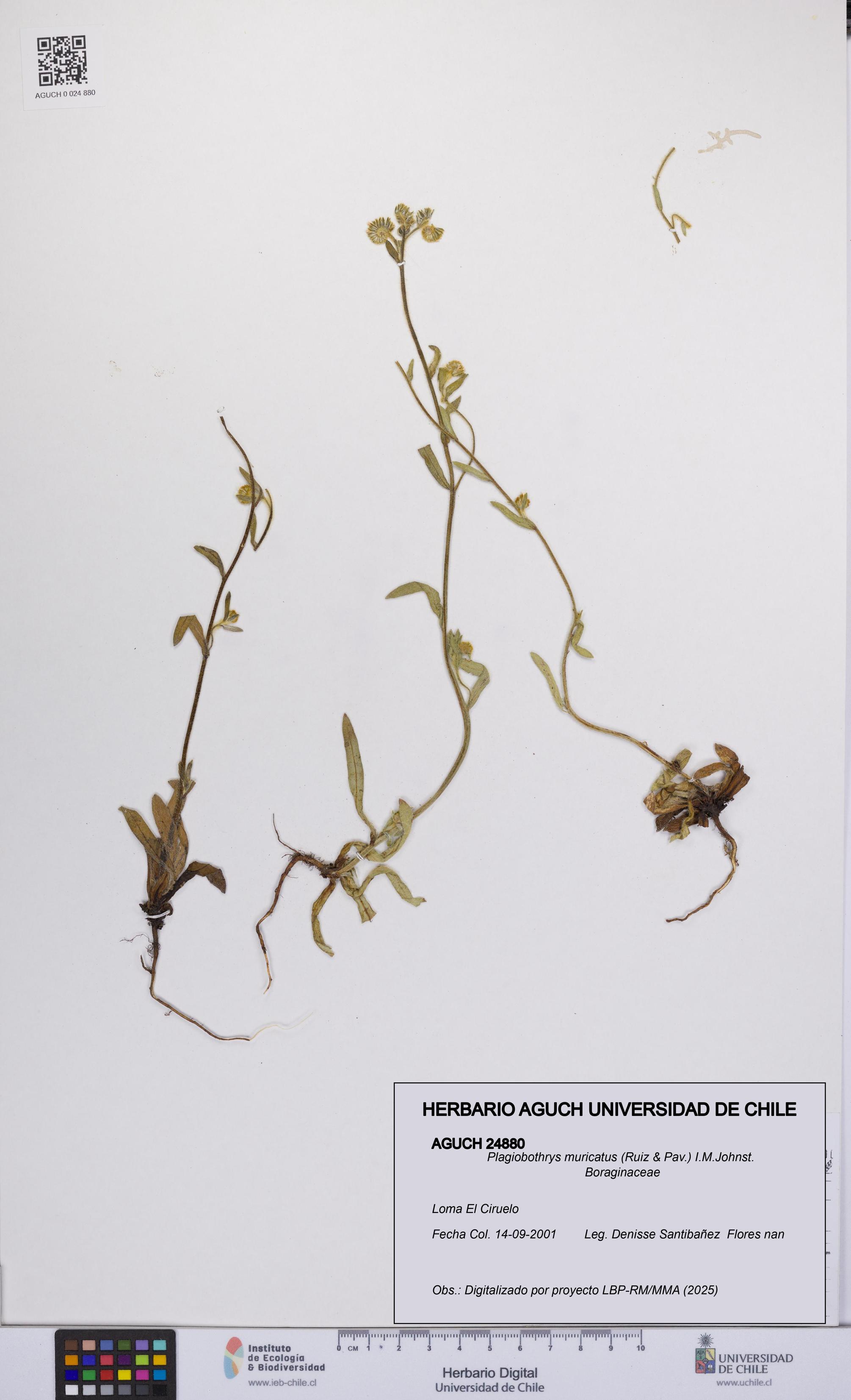 Plagiobothrys muricatus [Espécimen: ]