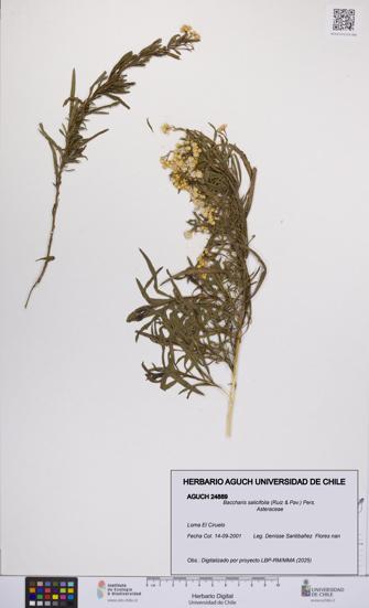 Baccharis salicifolia [Espécimen: UCH:AGUCH:0024889]