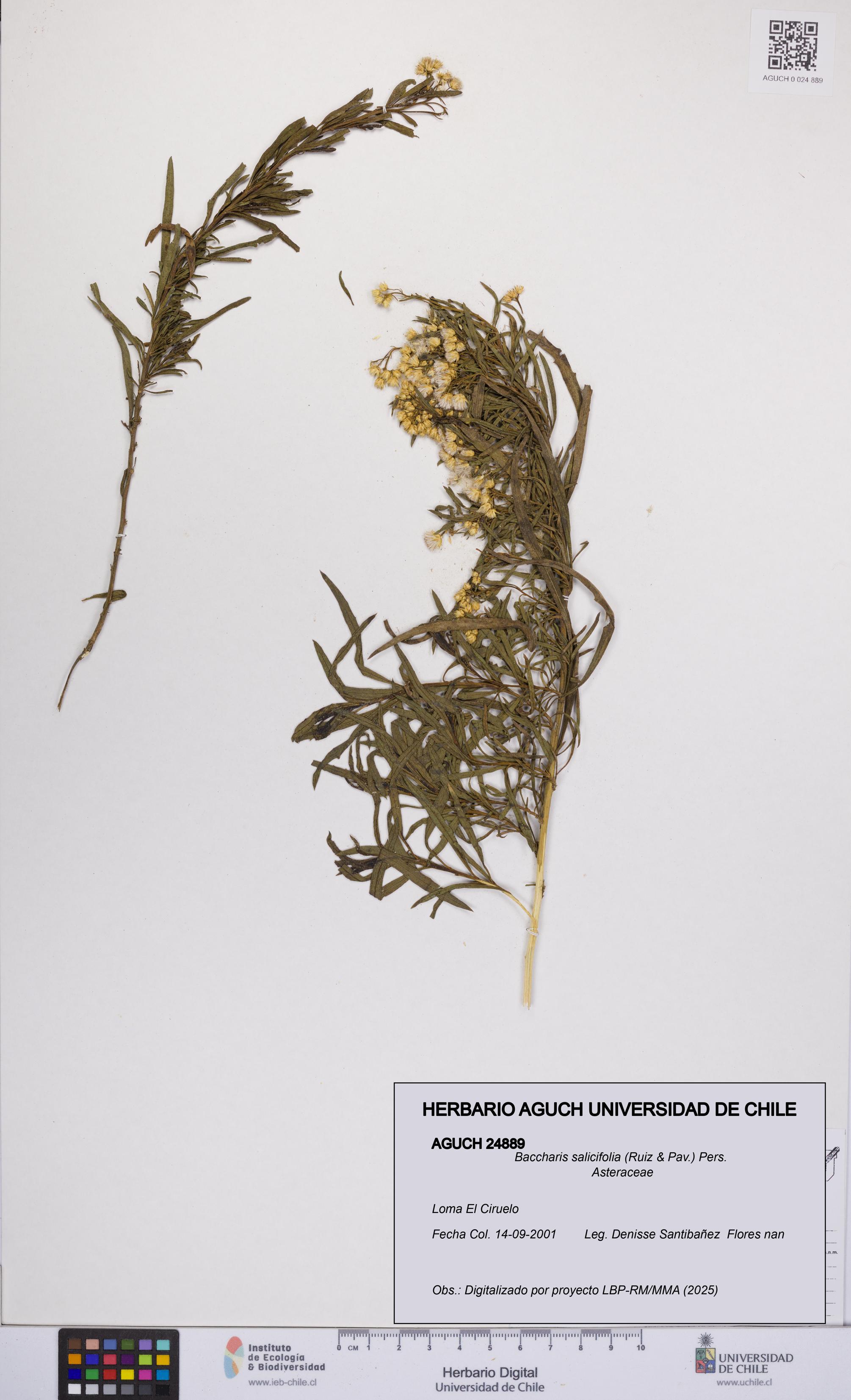 Baccharis salicifolia [Espécimen: UCH:AGUCH:0024889]