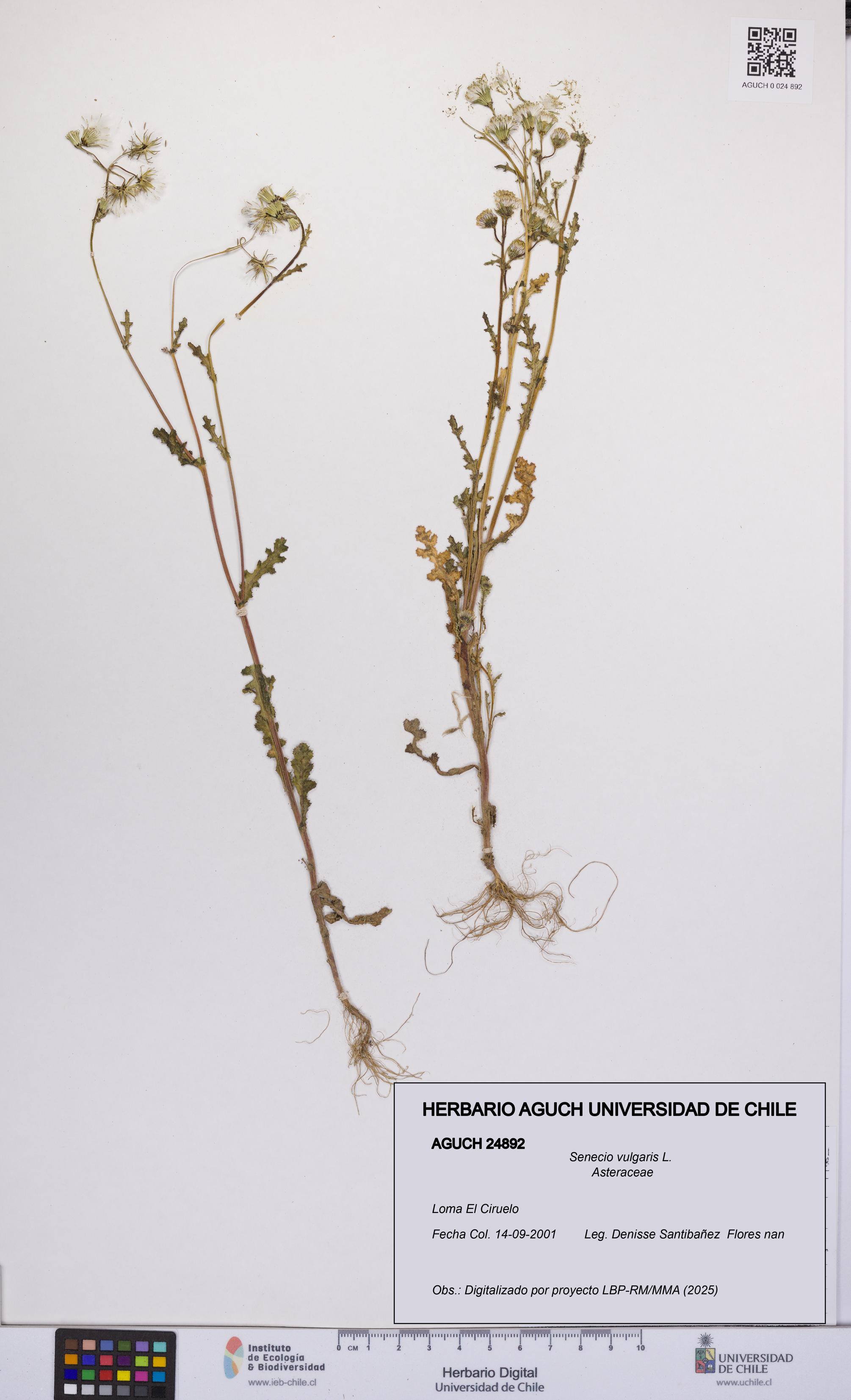 Senecio vulgaris [Espécimen: UCH:AGUCH:0024892]