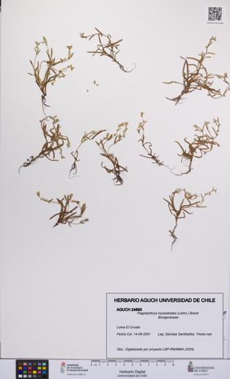 Plagiobothrys myosotoides [Espécimen: UCH:AGUCH:0024893]