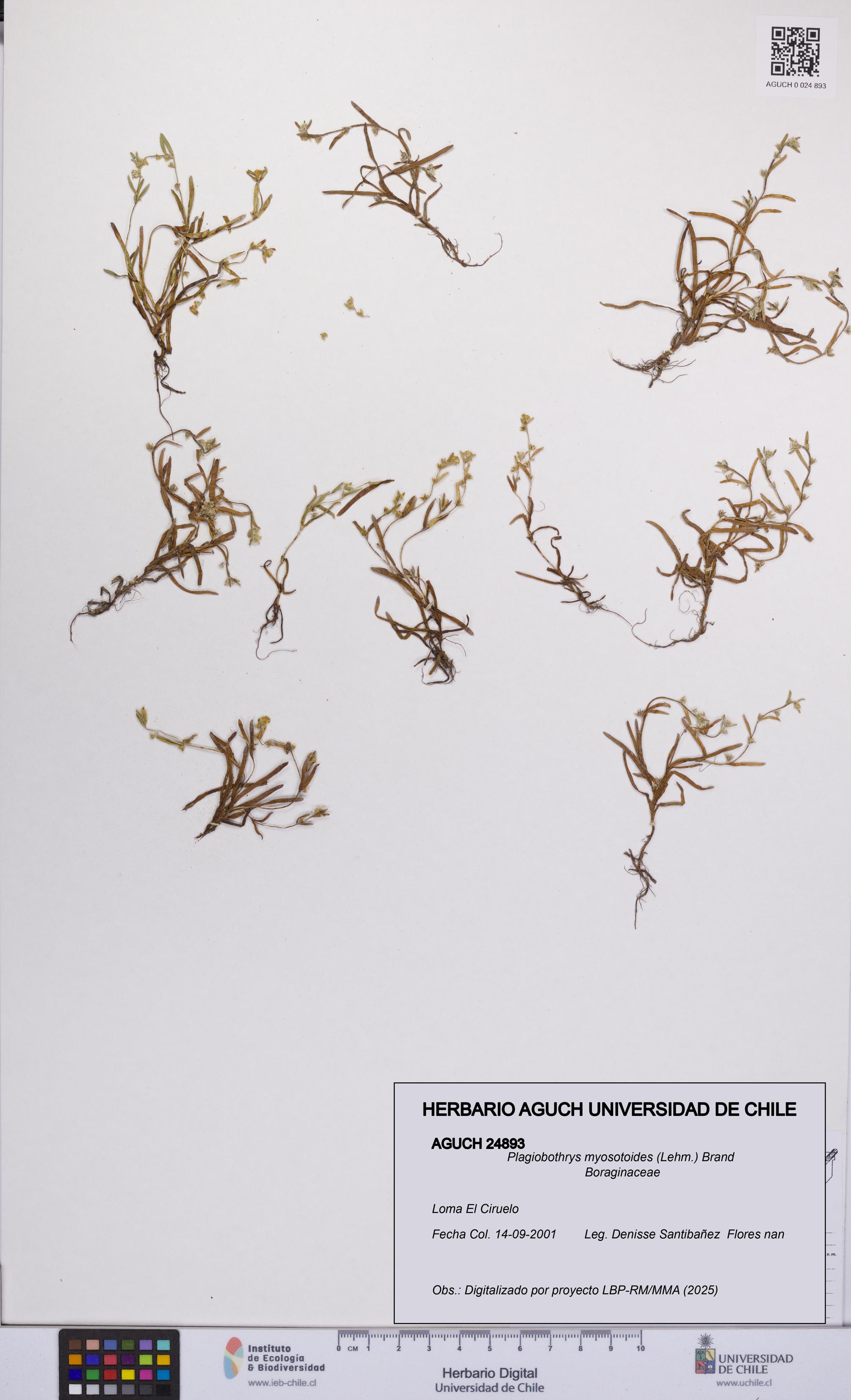 Plagiobothrys myosotoides [Espécimen: UCH:AGUCH:0024893]