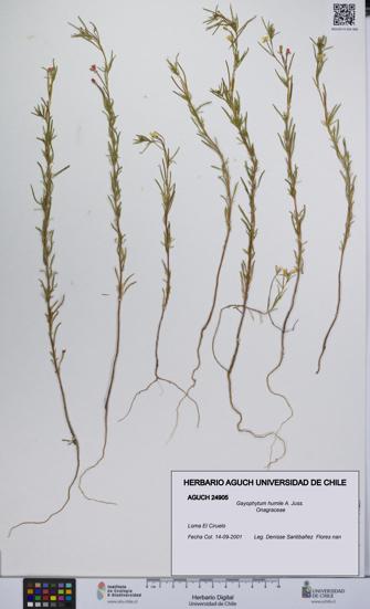 Gayophytum humile [Espécimen: UCH:AGUCH:0024905]