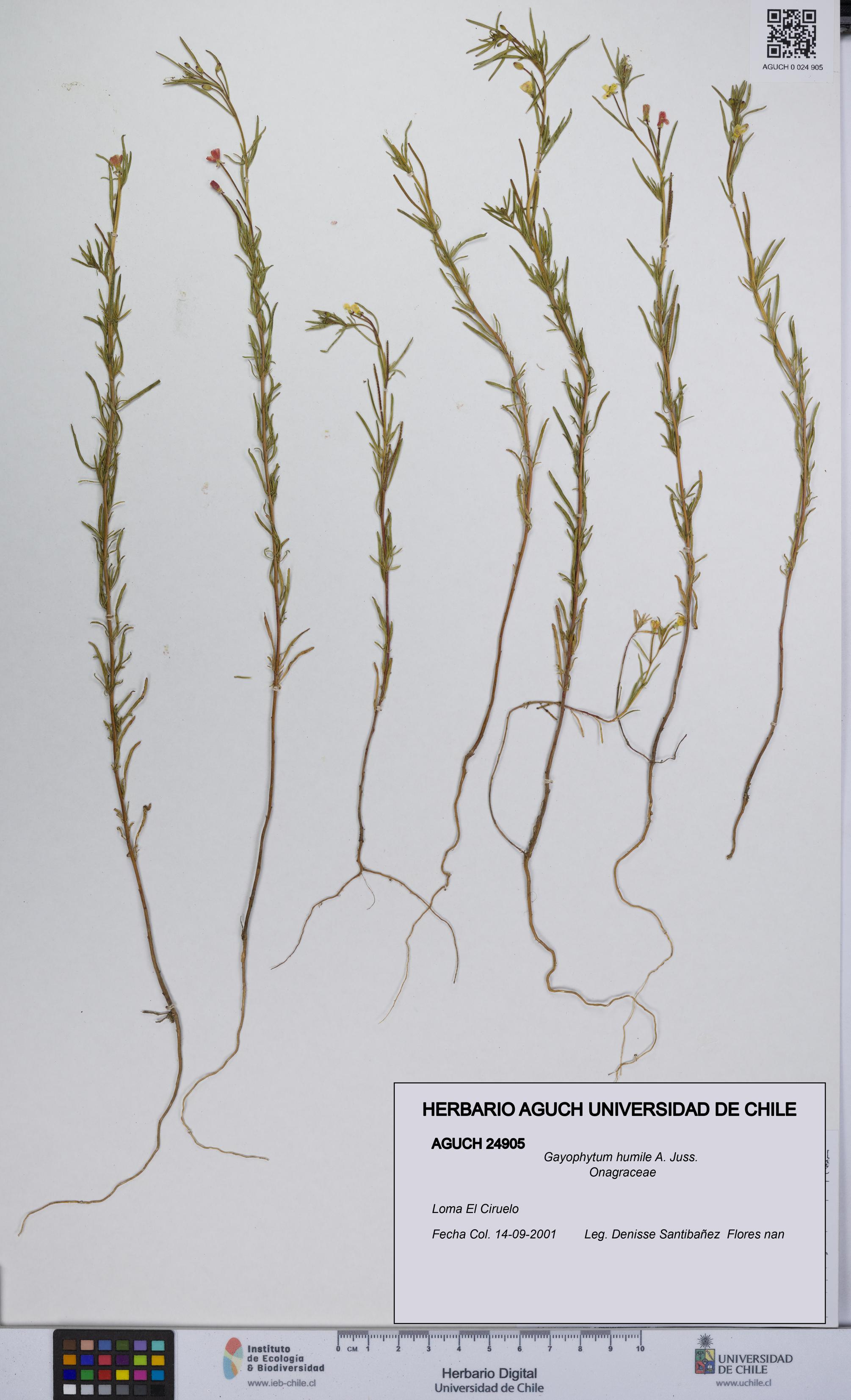 Gayophytum humile [Espécimen: UCH:AGUCH:0024905]