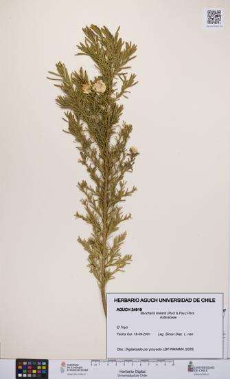 Baccharis linearis [Espécimen: UCH:AGUCH:0024919]
