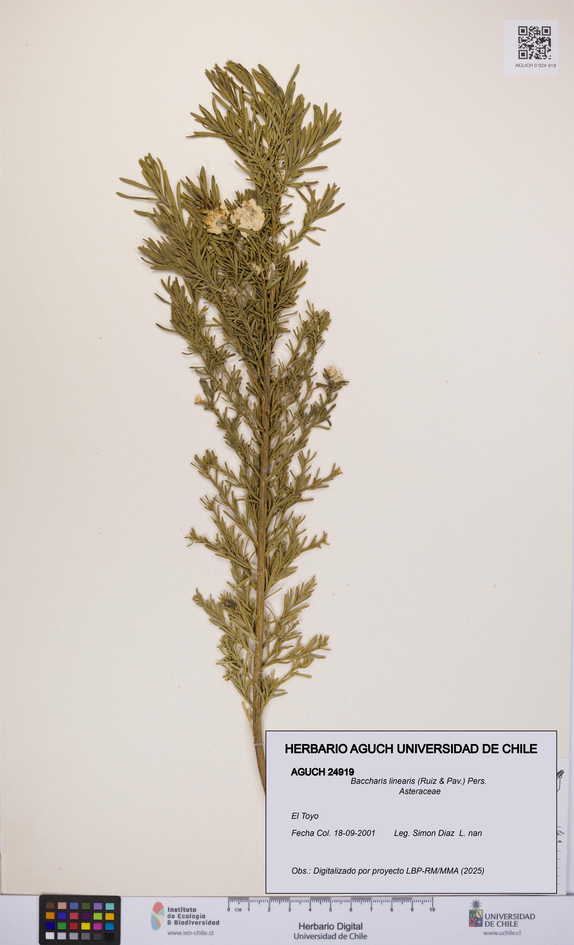 Baccharis linearis [Espécimen: UCH:AGUCH:0024919]