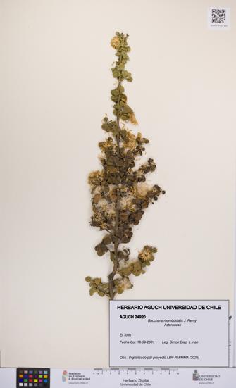 Baccharis rhomboidalis [Espécimen: UCH:AGUCH:0024920]